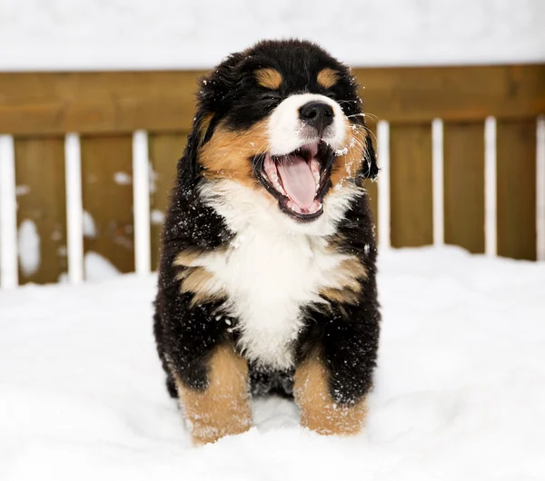 Bernese mountain dog puppet is yawing widely — Stock Photo, Image