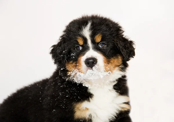 Bernese boneco cão de montanha é halfly nevado — Fotografia de Stock