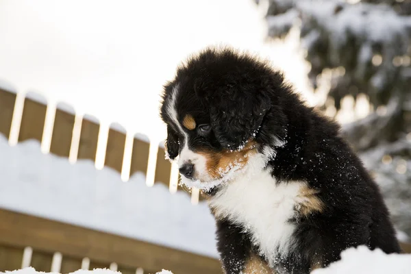 Bernese dağ köpeği kukla yukarıdan bakıyor — Stok fotoğraf