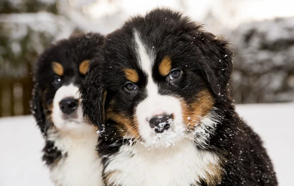Bernese mountain dog puppest looking at camera — Stock Photo, Image