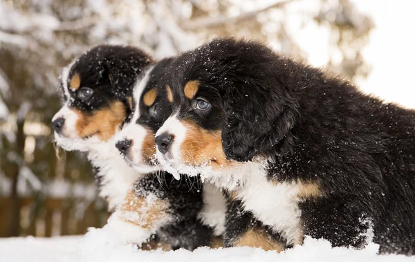 Bernese mountain dog puppets ready play game — Stock Photo, Image