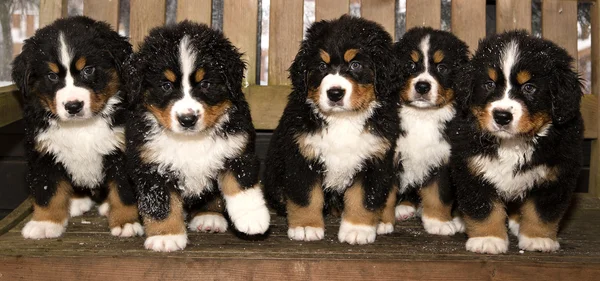 Bernese bonecos de cão de montanha são finalmente casa — Fotografia de Stock