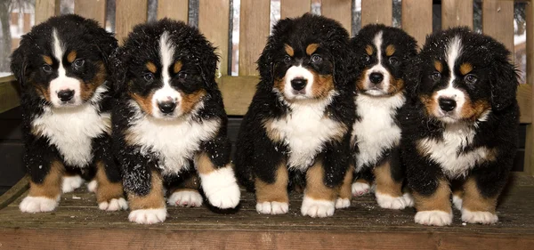 Berner Sennenhundepuppen sind endlich zu Hause — Stockfoto