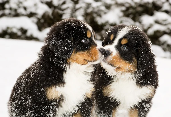 Berner Sennen marionetter sniffar varandras Stockfoto