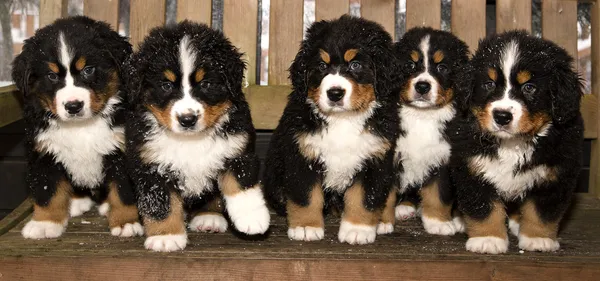 Bernese bonecos de cão de montanha são finalmente casa Fotografias De Stock Royalty-Free