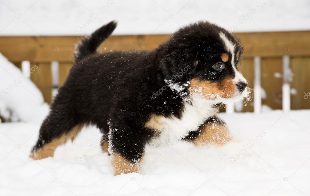 Bernese mountain dog puppet run through snow