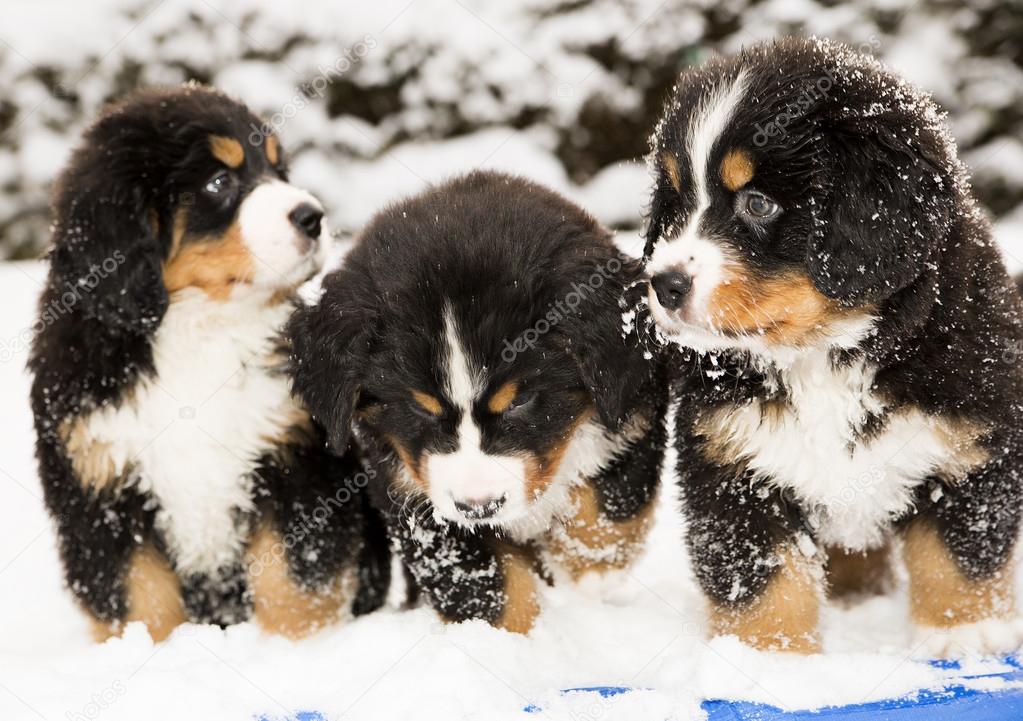Dog puppest are halfly snowy and wet