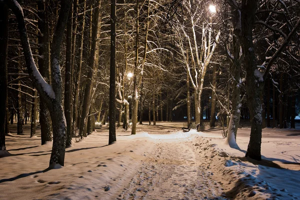Bäume im Winter mit Straßenlaterne beleuchtet — Stockfoto