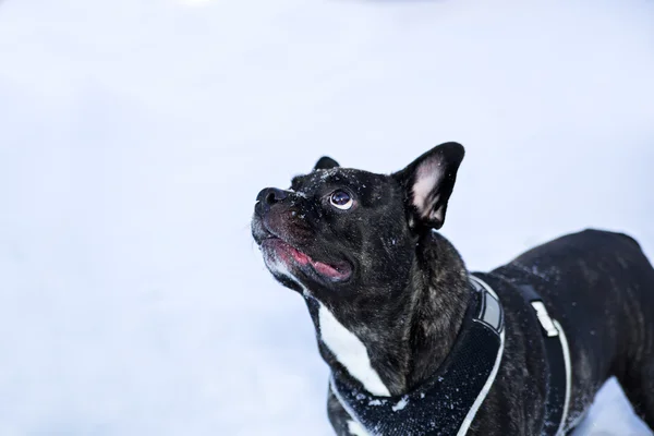 Franse buldog hond wachten voor master bestellingen — Stockfoto