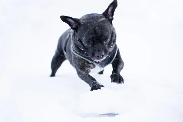 Franse buldog hond roll witte sneeuw bal — Stockfoto