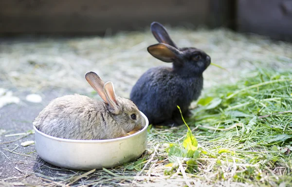 Různé králík v zoo buňky pro hodinky — Stock fotografie