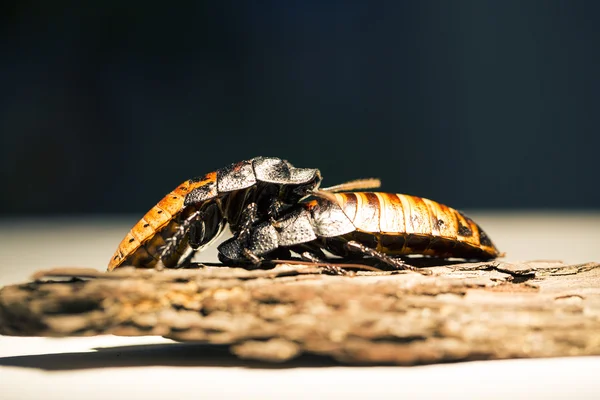 Blick auf Madagaskar Käfer klettern über eine andere — Stockfoto
