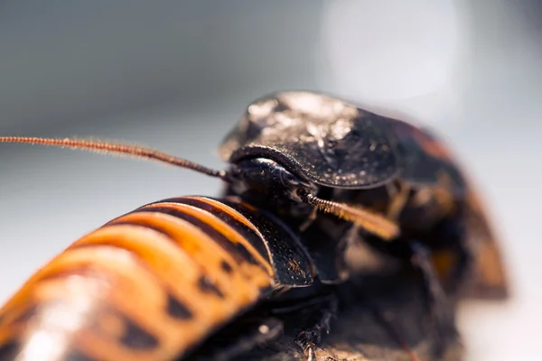 Weergave van Madagaskar bug klim over een ander — Stockfoto