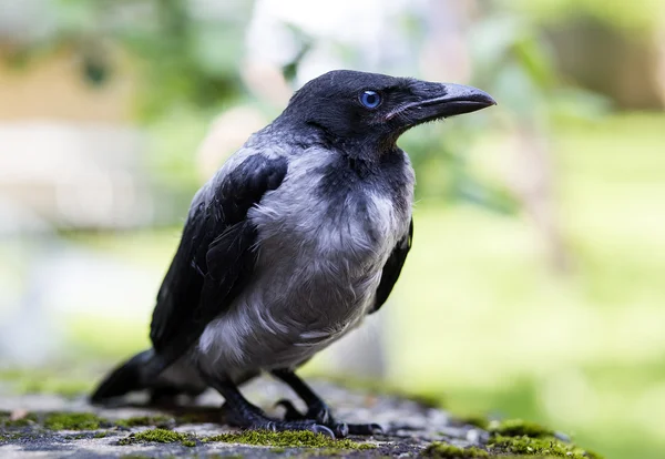 Svart krona falled från trädet är berörda — Stockfoto