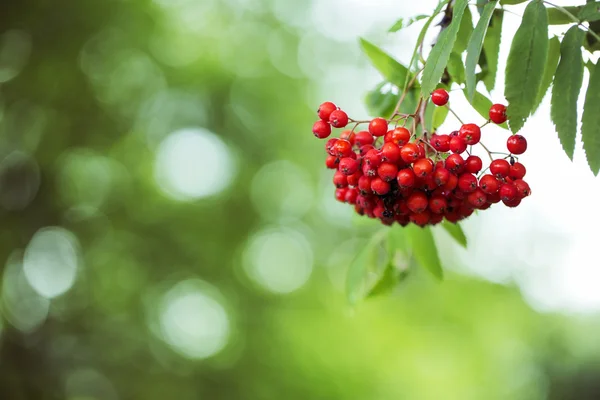 Bunch of ripe rowan hanging on tree — Stock Photo, Image