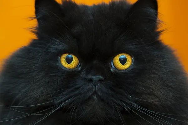 Turuncu arka plan, korkmuş siyah erkek kedi — Stok fotoğraf
