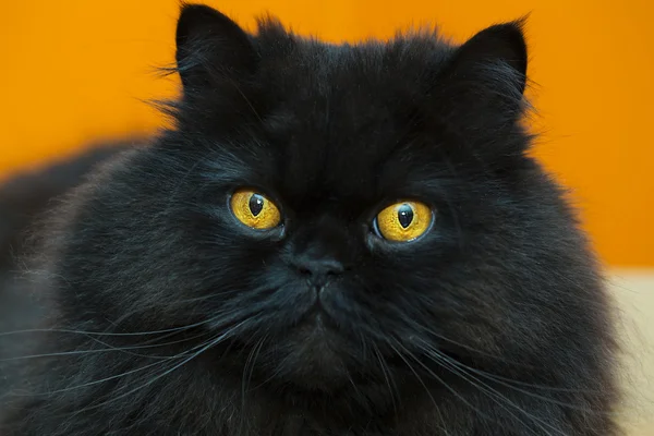 Relaxed black male cat at orange background — Stock Photo, Image