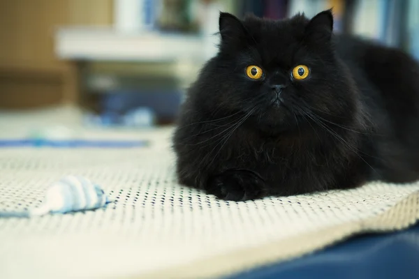 Male cat looking attentively at photo camera — Stock Photo, Image