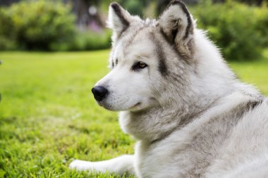 Beyaz kürk köpeği bahçesinde huzur içinde