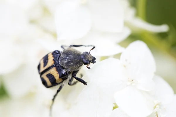 Patterned bug crawling over white petals — Stock Photo, Image