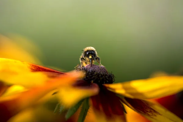 Bumble bee collecting pollen from flower — Stock Photo, Image