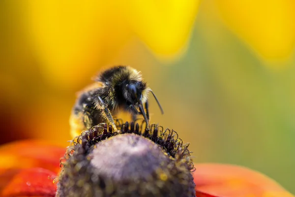 Zoom abeja recolectando polen de flores — Stockfoto