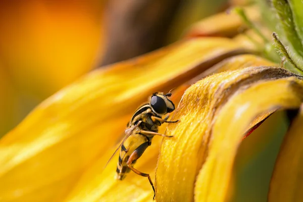 Bee verzamelen van stuifmeel van gele bloem — Stockfoto