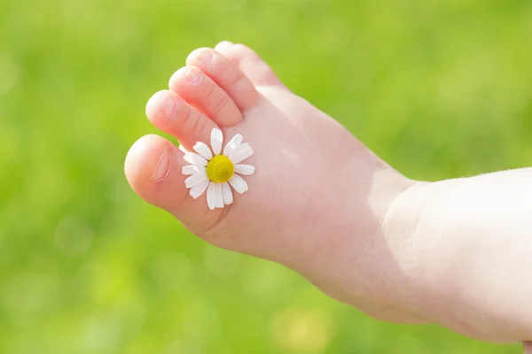 Camomila branca é entre os dedos das pernas da criança — Fotografia de Stock