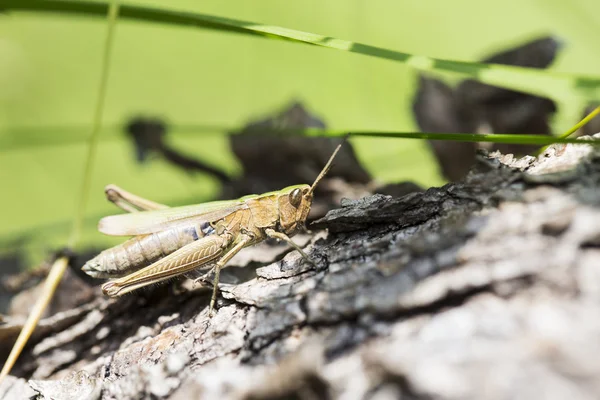 Saltamontes verde aferrándose al tallo de un árbol caído — Foto de Stock