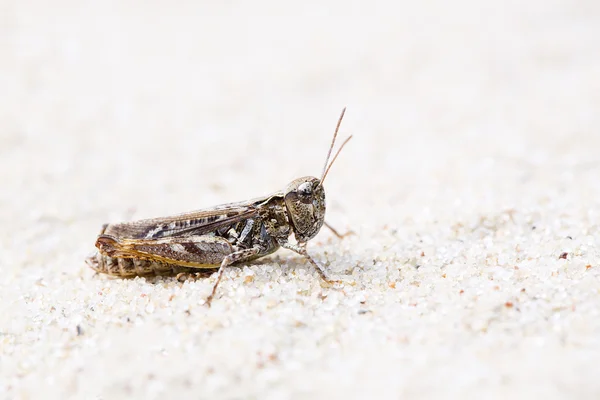 Gafanhoto com camuflagem cinza à areia — Fotografia de Stock