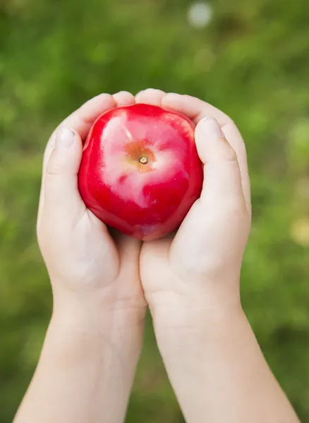 Manzana roja madura sostenida por manos de niños —  Fotos de Stock