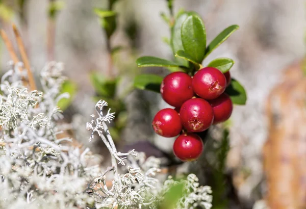 Zoomed bunch of ripe foxberry with moss — Stock Photo, Image