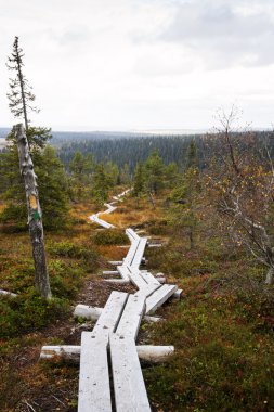 yol nadir ağaçlar ve kahverengimsi çimen