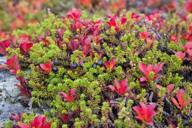 kayalık zeminde yağmur sonra çalı bitki