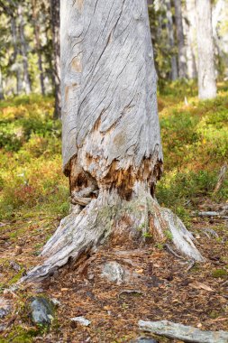 hayattan ve ağaçkakan tarafından bıkkın