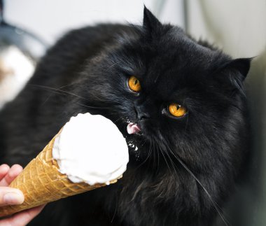kedi fırın ve yalamak dondurma üzerinde yatıyordu