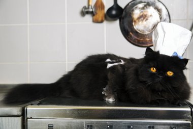 Cat lay on stove with cook hat clipart