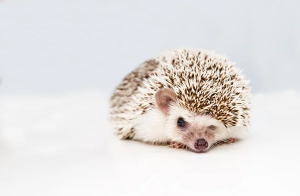 Hedgehog no fundo do estúdio branco aperta o olho — Fotografia de Stock