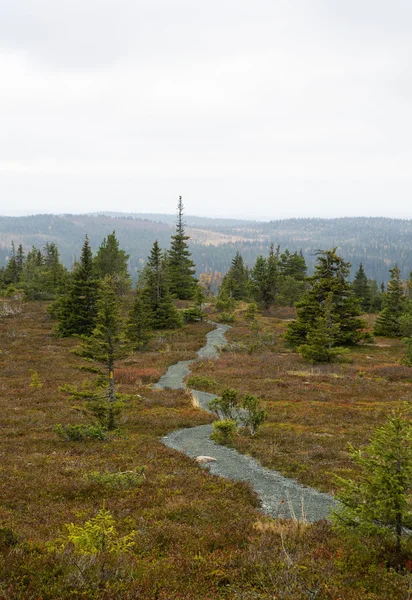 Road with rare trees and brownish grass — Stock Photo, Image