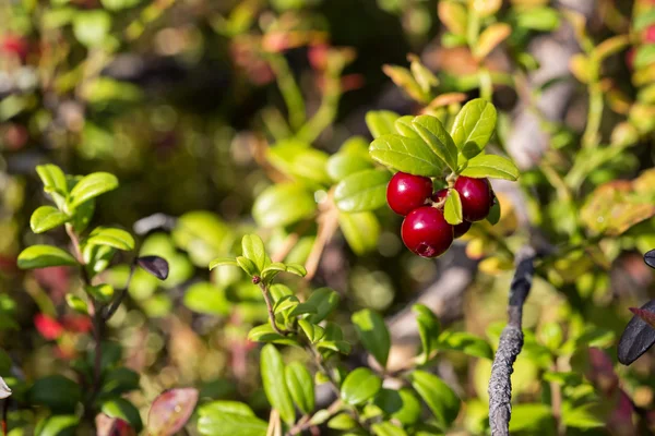 Cowberries on bush branch are ripe — Stock Photo, Image
