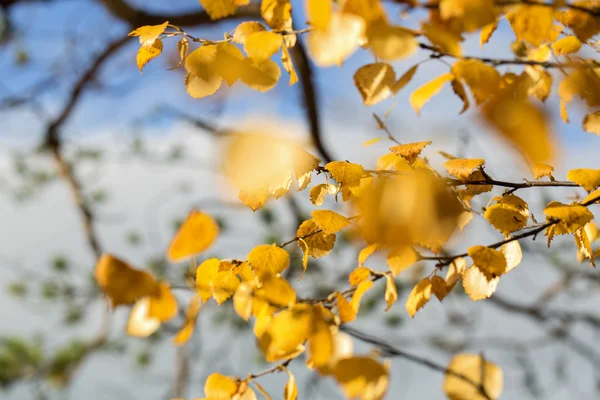 Leafs are still hanging on tree branches — Stock Photo, Image