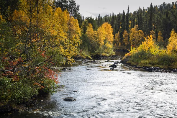 Träd och devios floden vid naturskyddsområde — Stockfoto