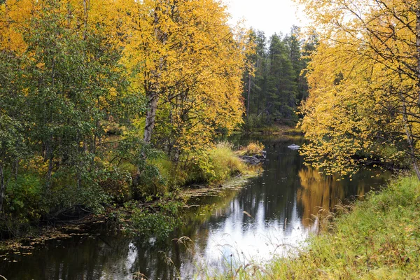 Forest trees and river at cloudy day — Stock Photo, Image