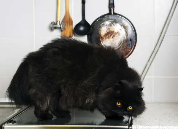 Male cat stand on stove smooth surface — Stock Photo, Image