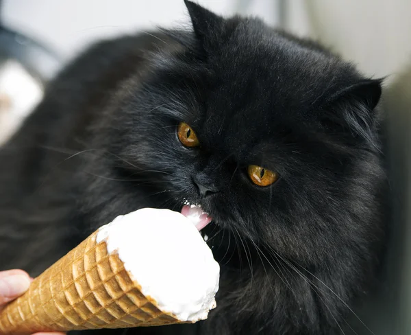 심각한 얼굴 핥 기 아이스크림으로 수 컷 고양이 — 스톡 사진