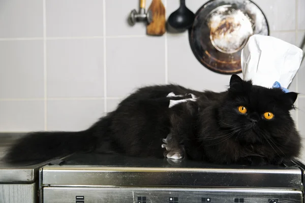 Cat lay on stove with cook hat — Stock Photo, Image