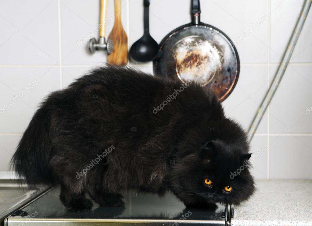 Male cat stand on stove smooth surface