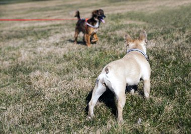 İki köpek birbirine bakıyor.