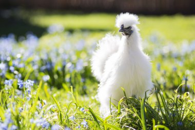 Bebek tavuk çimlere gizleme