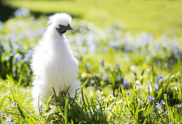 Mały biały silkie kura patrząc — Zdjęcie stockowe